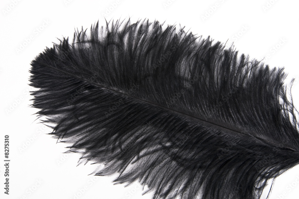 Obraz premium Black feather