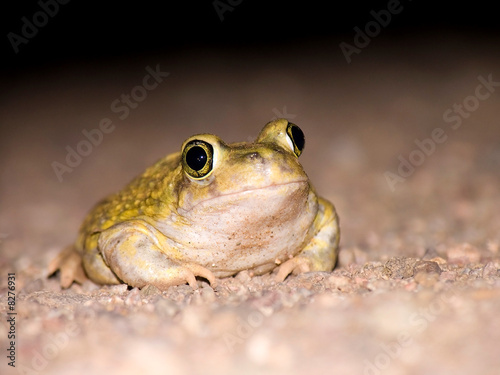 bug-eyed toad