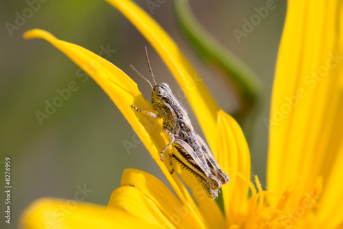 grasshopper on flower