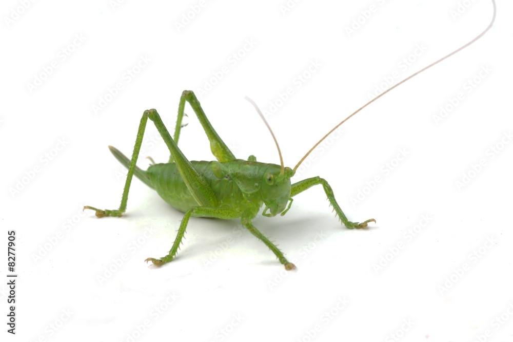 green immature grasshopper 