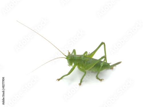 Grasshopper 