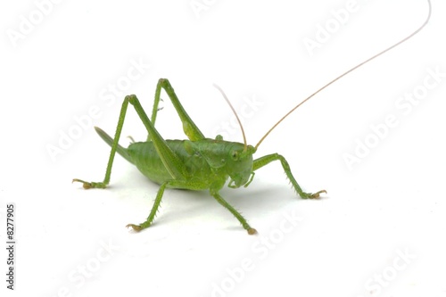 green immature grasshopper  © Dmitry Knorre