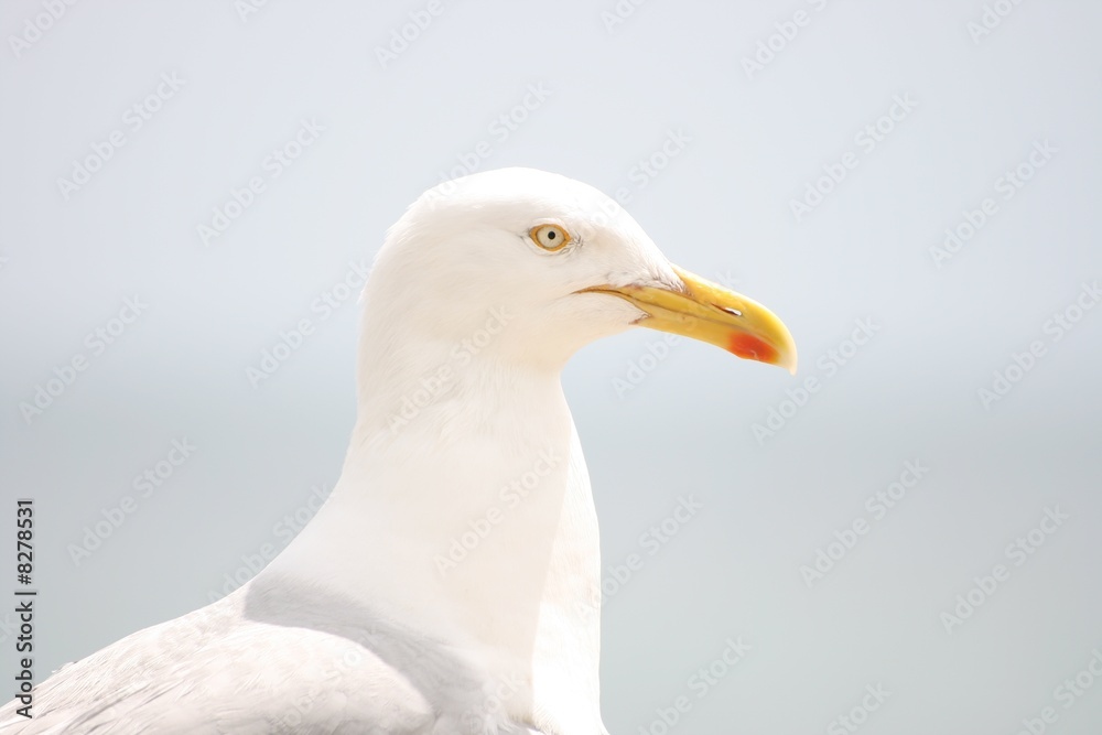 Herring Gull