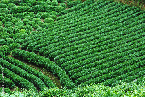 green tea field © Jimmy Lu
