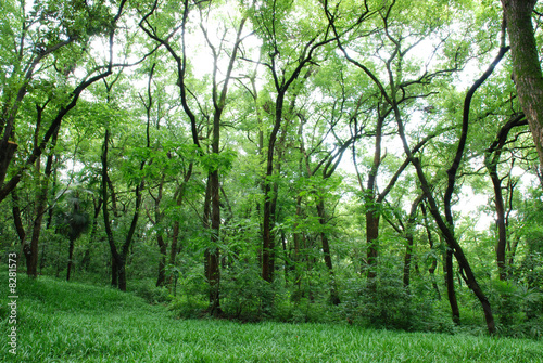 fresh woods