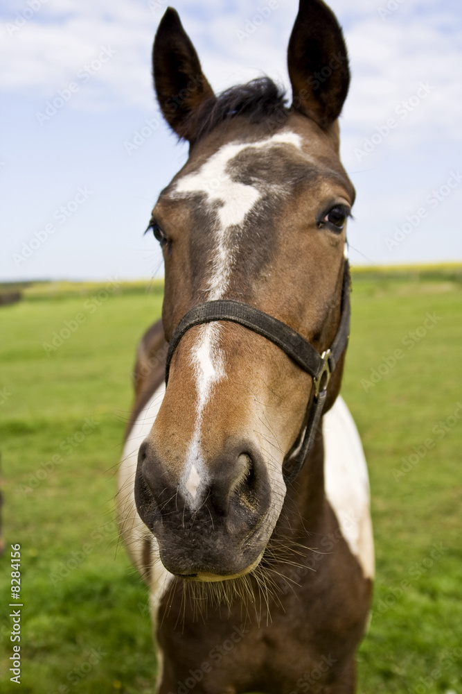 Fototapeta premium horsehead