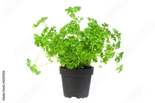 Flowerpot with parsley.