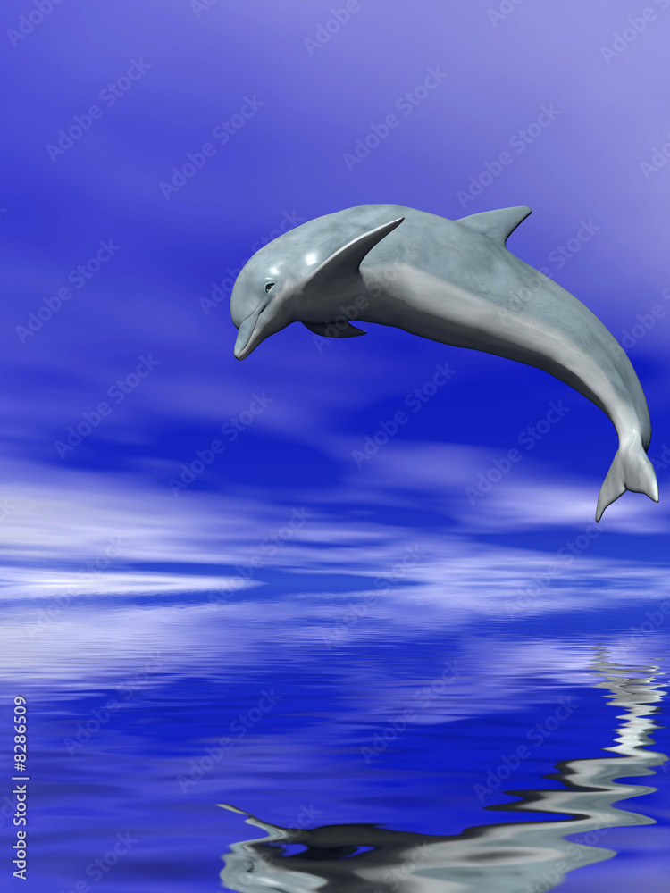 Obraz premium Dolphin