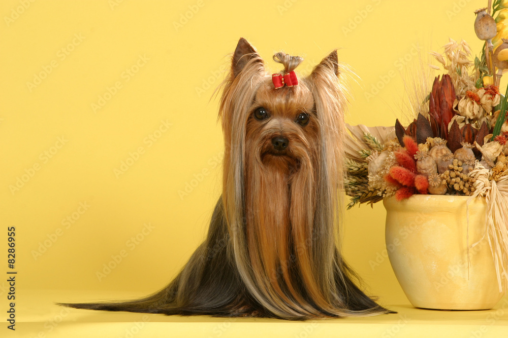 Naklejka premium chien studio Yorkshire