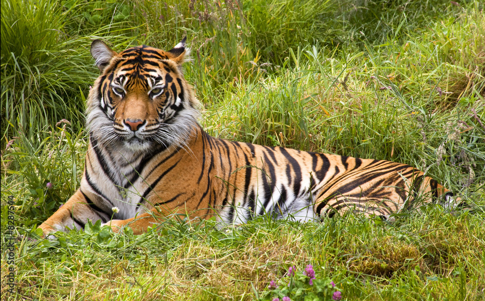 Obraz premium Large Striped Sumatran Tiger Relaxing in Grass