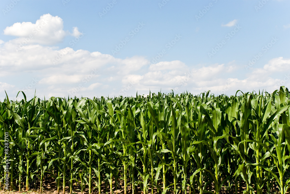 maisfeld im sommer