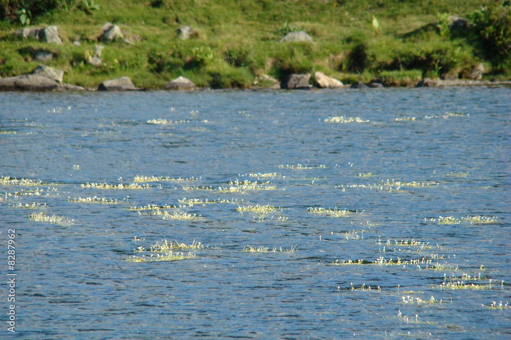 Fototapeta premium Fleurs sur un étang
