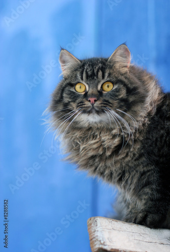 cat