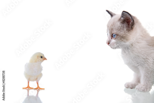Kitten and Chick