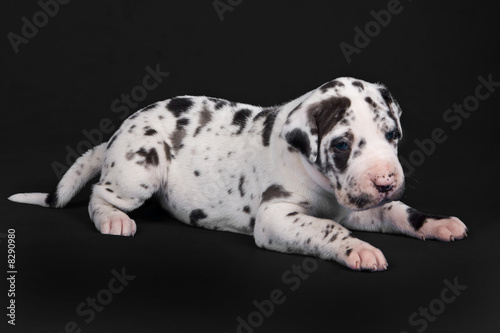 Great Dane puppy on black background
