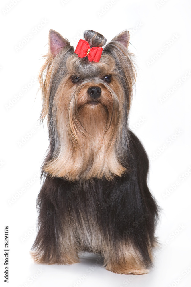 Yorkshire terrier puppy on white background Yorkshire terrier puppy on white background