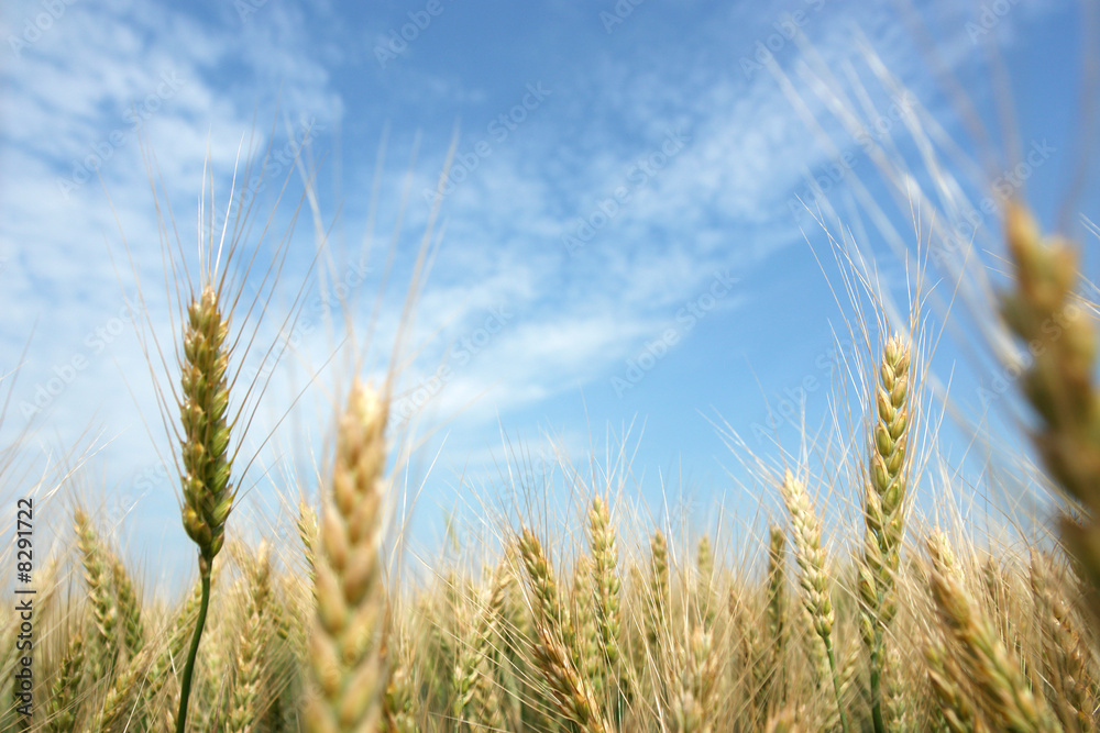 wheat field wheat field