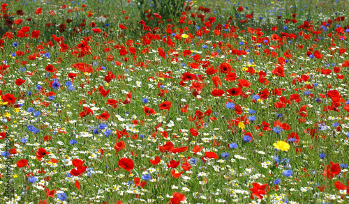 poppies together