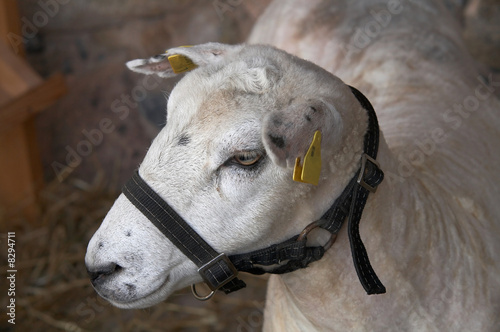 Fototapeta Naklejka Na Ścianę i Meble -  Sheep portrait