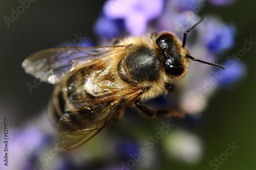 Fleissige Biene