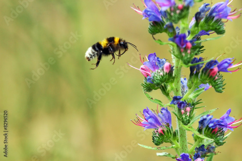 Canvas Print flying bumblebee and blue flowers