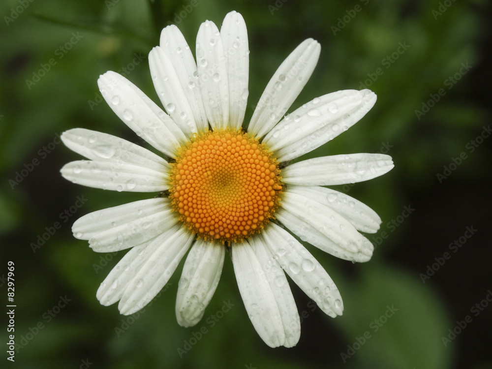 Obraz premium Flower