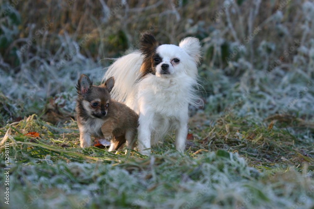 chiennet et chiot Chihuahua chiennet et chiot Chihuahua