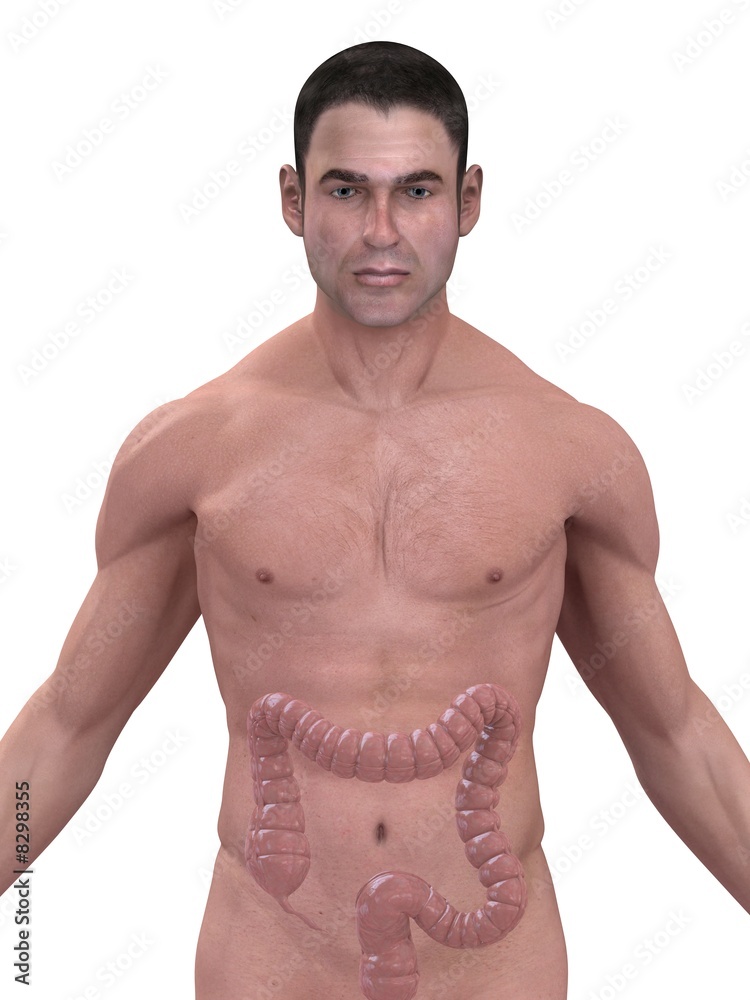 menschlicher darm StockIllustration Adobe Stock