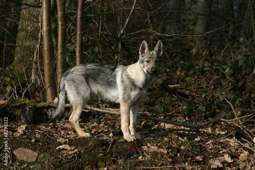 chien Loup Tchèque