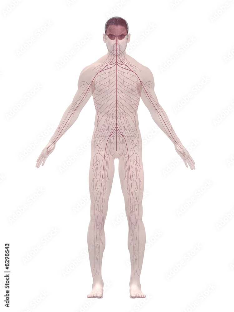 Fototapeta premium menschliches nervensystem