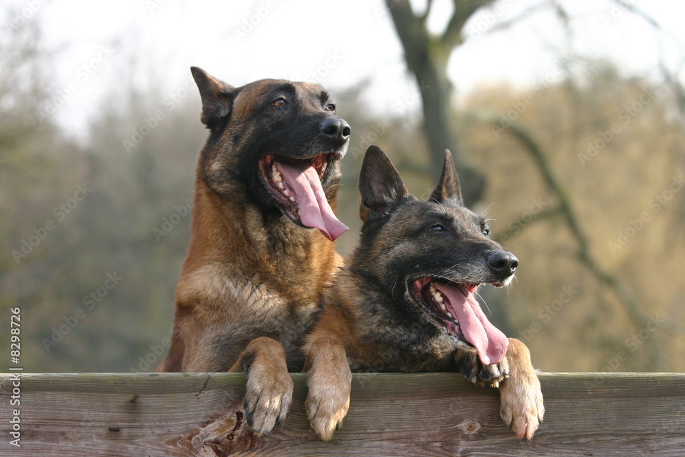 deux tirent la langue Berger Belge Malinois deux tirent la langue Berger Belge Malinois