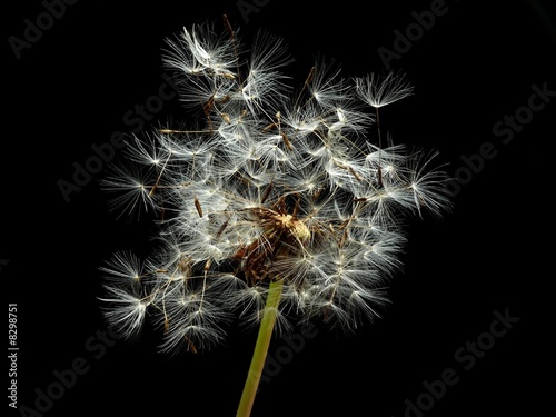 Fototapeta dandelion seeds
