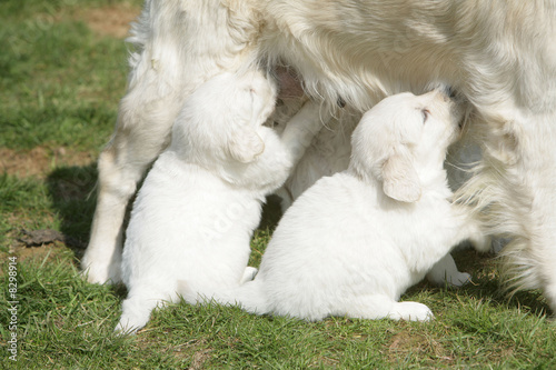 Golden retriever chiot qui têtent photo