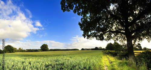Canvas Print farmland