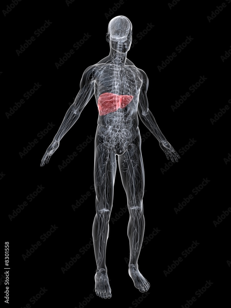 antomie mit markierter leber antomie mit markierter leber