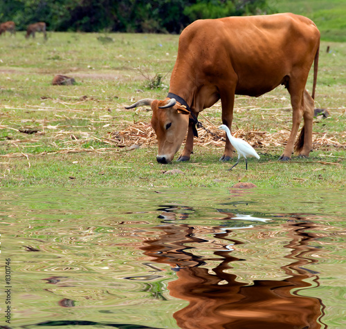 vache et pique-boeuf photo