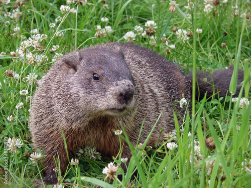 Tableau sur toile groundhog in the clovers