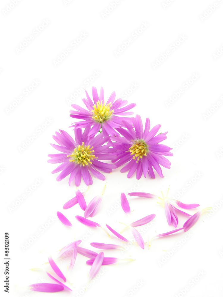 Obraz premium Pink flowers isolated over white