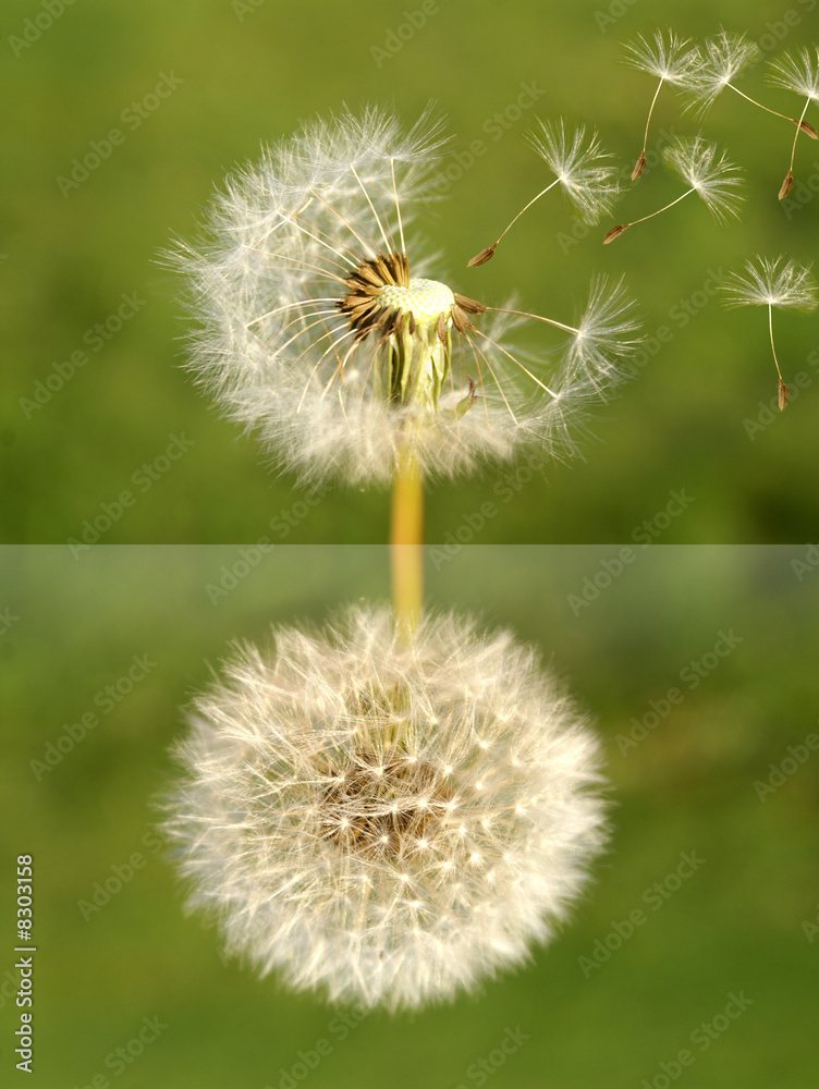 Pusteblume gespiegelt