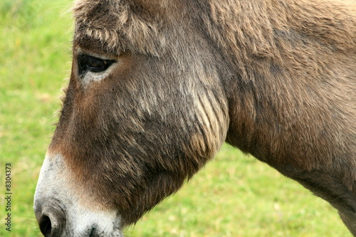 Donkey head