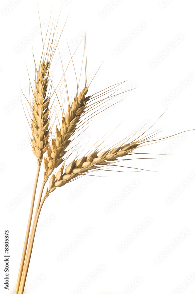 Isolated golden wheat