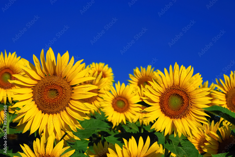 tournesol