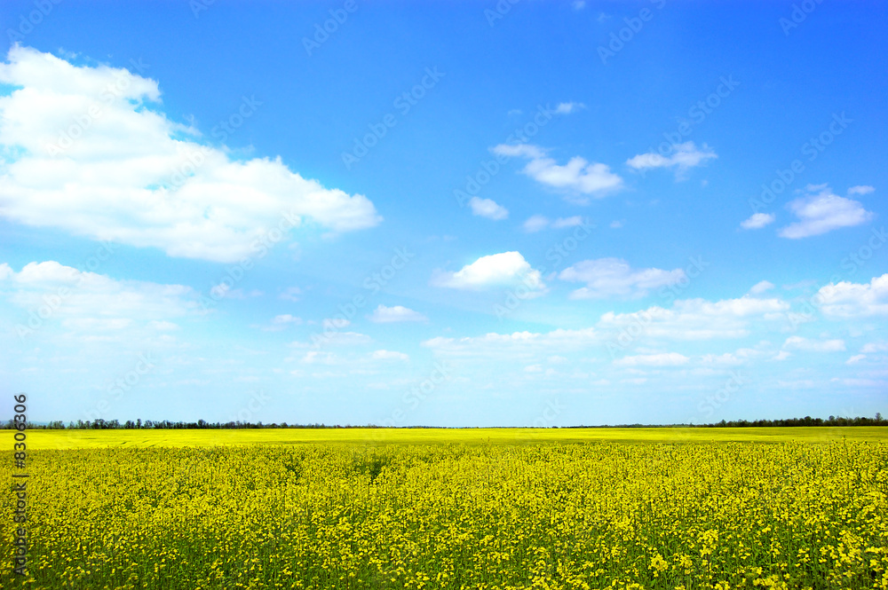 yellow rape field under a simple blue sky