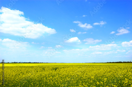 yellow rape field under a simple blue sky