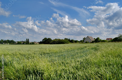 Wheat field, village and sky