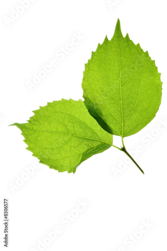 Two green leaves