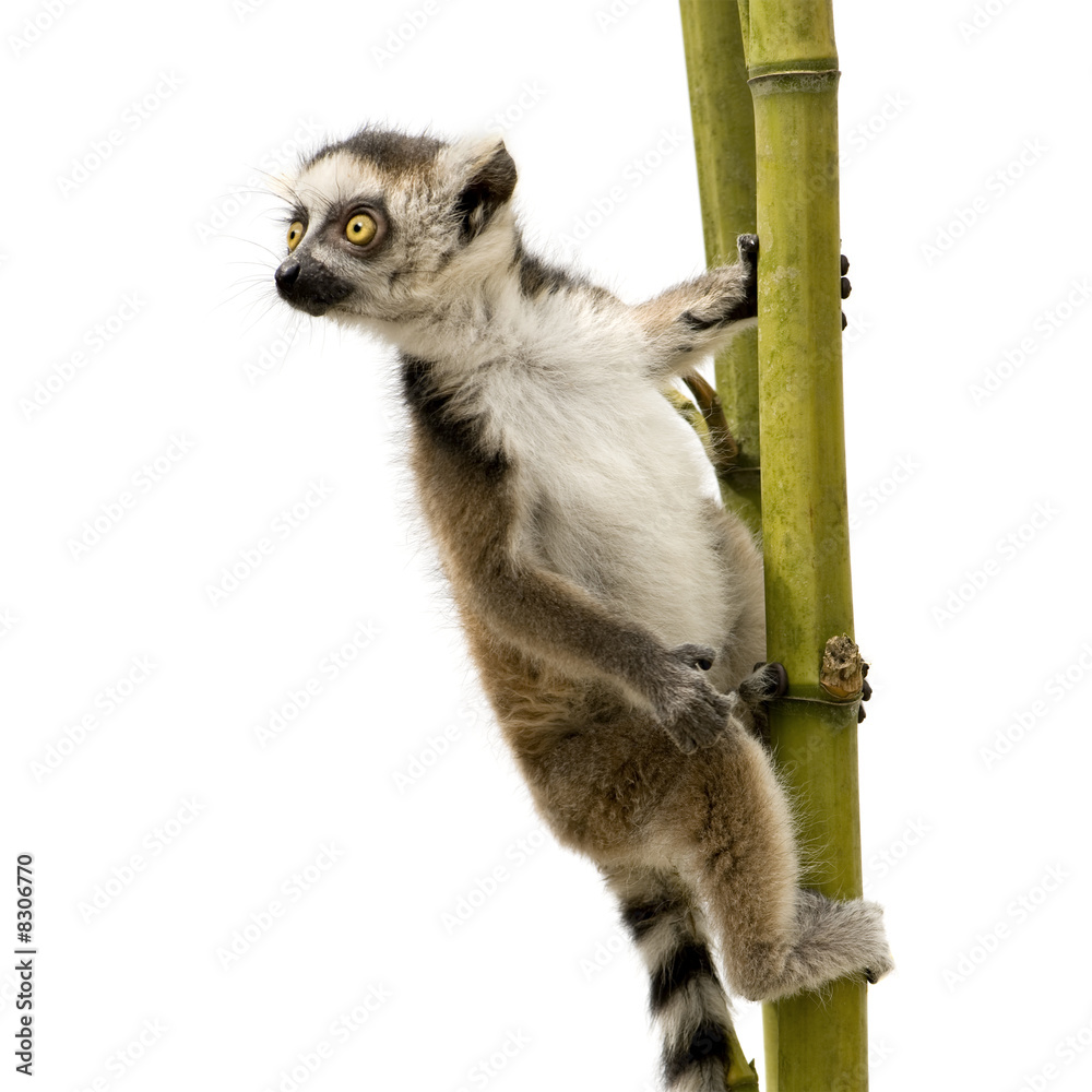 Obraz premium Ring-tailed Lemur (6 weeks) - Lemur catta