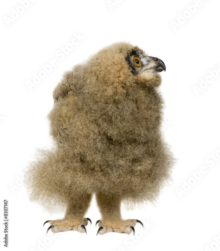 Eurasian Eagle Owl - Bubo bubo (6 weeks) photo