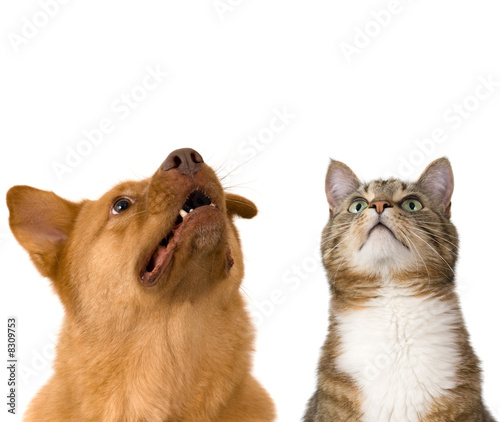 Dog and cat looking up