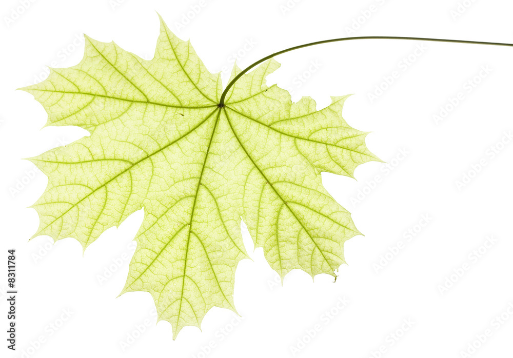 maple leaf maple leaf